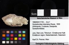 Foto (Objket + Etiketten) von Goniodromites bidentatus (Reuss, 1858) 